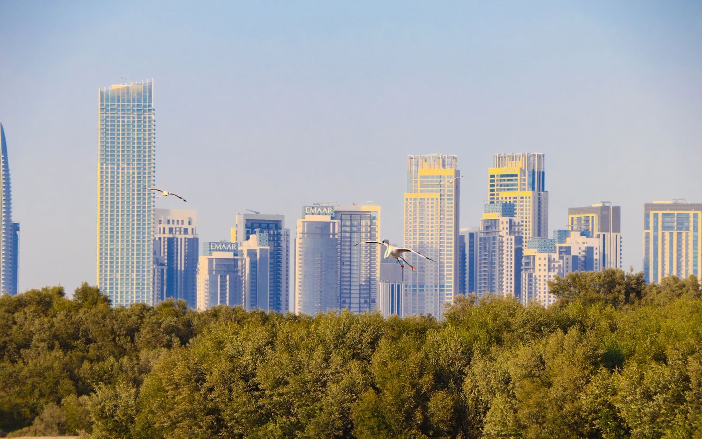 Dubai Creek Harbour towers behind the Ras Al Khor mangroves